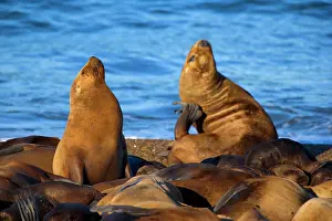 Pubs: Southern / South American Sea Lion - females and