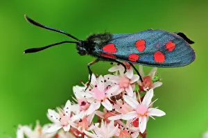 Zygaena: Southern Six Spot Burnet