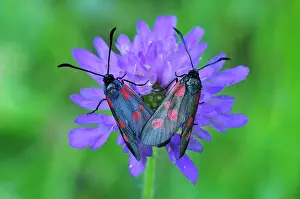 Zygaena: Southern Six Spot Burnet mating