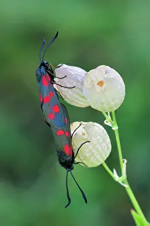 Zygaena: Southern Six Spot Burnet mating