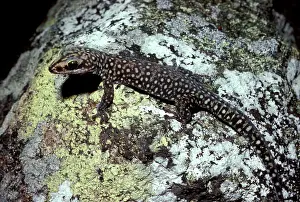 Oedura: Southern spotted velvet gecko