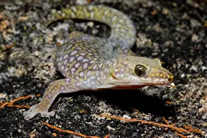 Oedura: Southern spotted velvet gecko