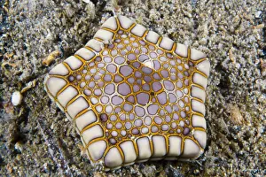 Biscuit: Southern Starfish biscuit (Tosia australis), Kangaroo