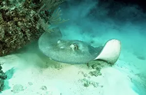 Stingrays: Southern STINGRAY