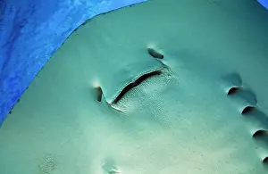 Dasyatis: Southern Stingray
