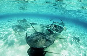 Dasyatis: Southern Stingray