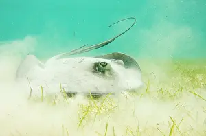 Dasyatis: Southern stingray
