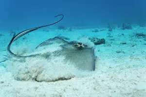 Rays: Southern Stingray (Dasyatis americana) taking off