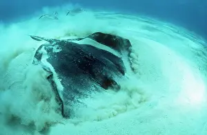 Dasyatis: SOUTHERN STINGRAY - digging in sand for food