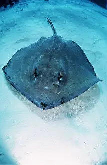 Rays: SOUTHERN STINGRAY - GRAND CAMAN