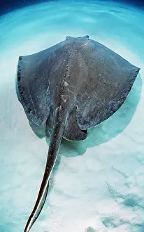Rays: SOUTHERN STINGRAY - AGAINST SAND