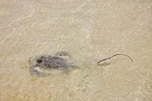 Sting: Southern Stingray swimming in shallows