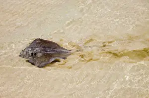 Sting: Southern Stingray swimming in shallows, showing