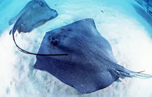 Rays: SOUTHERN STINGRAY - X 2