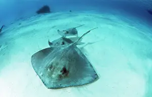 Dasyatis: SOUTHERN STINGRAY - X3