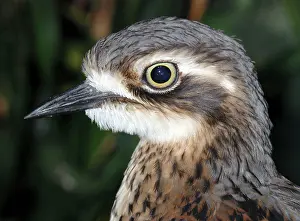 Burhinus: Southern stone curlew