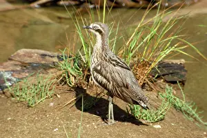 Burhinus: Southern Stone Curlew