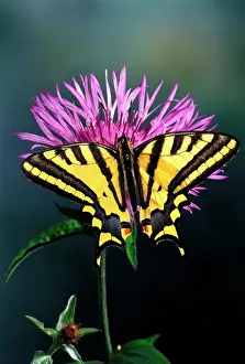 Swallowtails: Southern Swallowtail