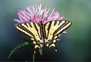 Pascal Goetgheluck: Southern Swallowtail Butterfly