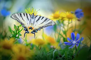 Making: Southern swallowtail (Iphiclides podalirius) res