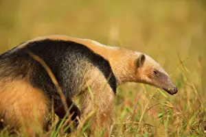 Anteater: Southern Tamandua / Collared Anteater / Lesser