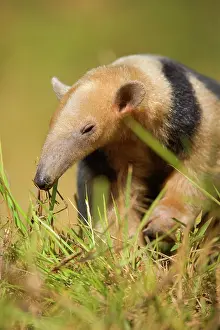 Anteater: Southern Tamandua / Collared Anteater / Lesser