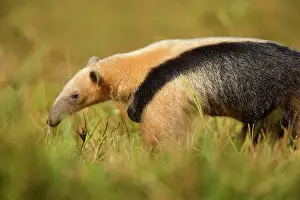 Anteater: Southern Tamandua / Collared Anteater / Lesser