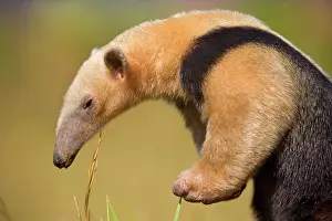 Anteater: Southern Tamandua / Collared Anteater / Lesser