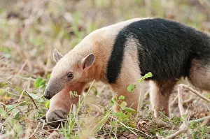 Anteater: Southern Tamandua Collared Anteater Lesser Anteater