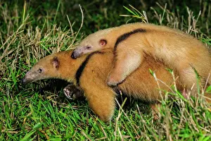 Anteater: Southern Tamandua / Collared Anteater / Lesser Anteater
