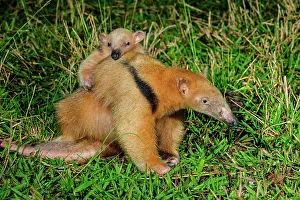 Anteater: Southern Tamandua / Collared Anteater / Lesser Anteater
