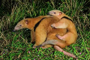 Anteater: Southern Tamandua / Collared Anteater / Lesser Anteater