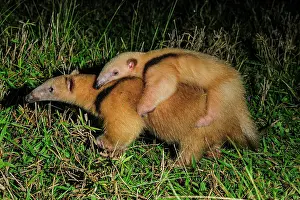 Anteater: Southern Tamandua / Collared Anteater / Lesser Anteater