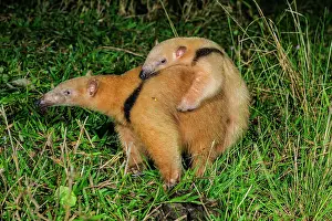 Anteater: Southern Tamandua / Collared Anteater / Lesser Anteater