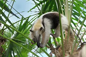 Anteaters: Southern Tamandua or Lesser Anteater