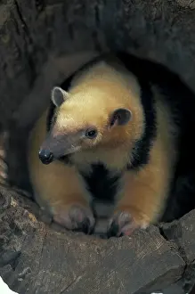 Anteater: Southern Tamandua or Lesser Anteater (Tamandua tetradactyla)