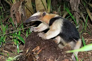 Anteaters: Southern Tamandua or Lesser Anteater - with termite