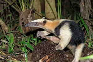 Anteaters: Southern Tamandua or Lesser Anteater - with termite nest