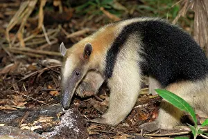 Anteaters: Southern Tamandua or Lesser Anteater - with termite nest