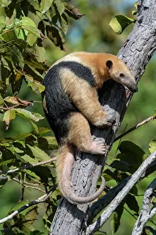 Tamandua: Southern tamandua (Tamandua tetradactyla) on a trunk