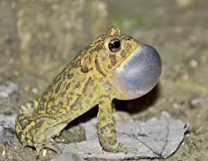 Anaxyrus: Southern Toad