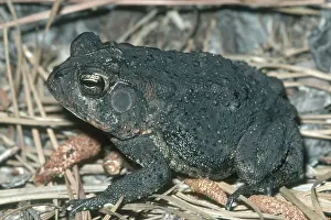 Anaxyrus: Southern Toad