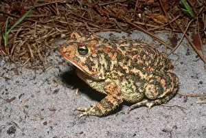 Anaxyrus: Southern Toad