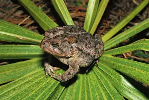 Anaxyrus: Southern Toad