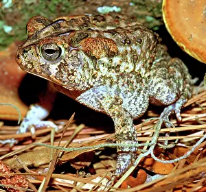 Terrestris: Southern Toad (Bufo terrestris)