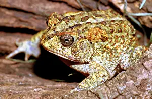 Terrestris: Southern Toad (Bufo terrestris)