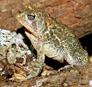 Terrestris: Southern Toad (Bufo terrestris)
