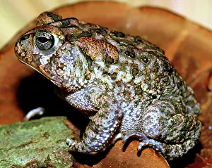 Terrestris: Southern Toad (Bufo terrestris)