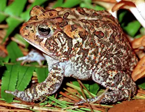 Terrestris: Southern Toad (Bufo terrestris)