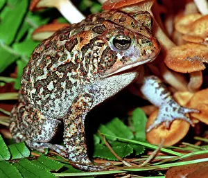 Insectivorous: Southern Toad (Bufo terrestris)